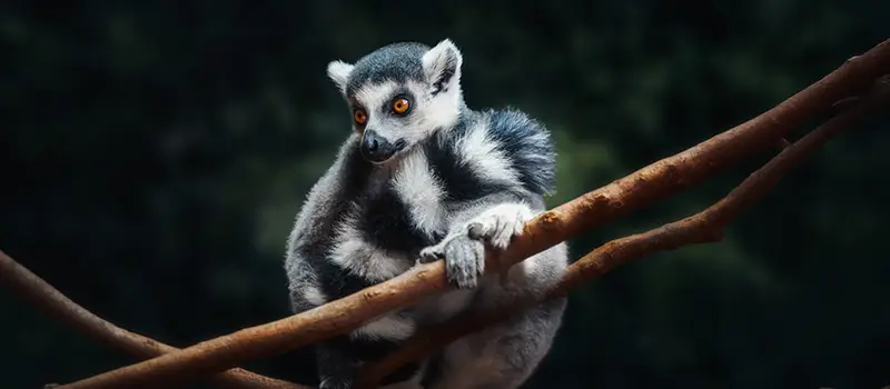 Ring-tailed lemur sitting on tree branches against a dark blurred background.
