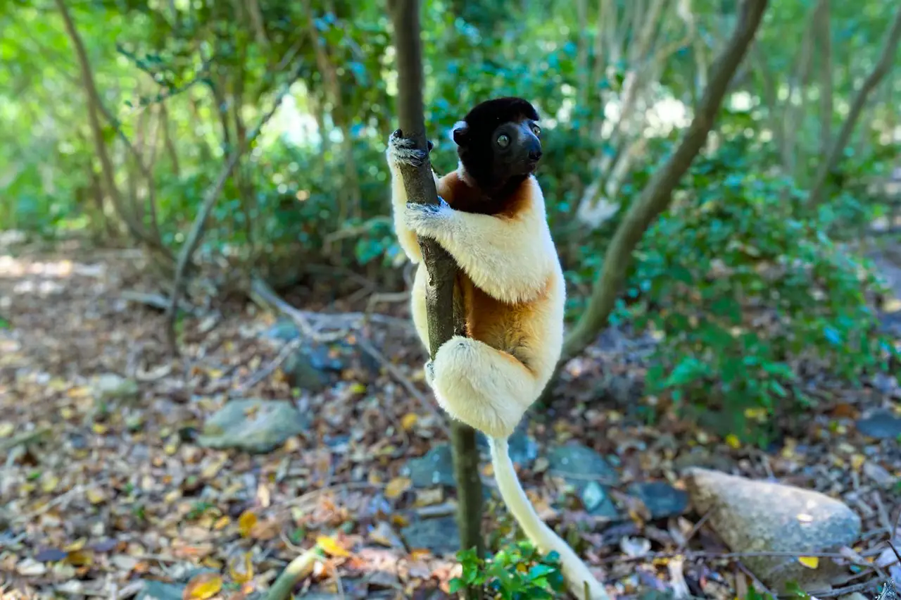 Black-and-white ruffed lemur clinging to a thin tree branch in a forest setting.