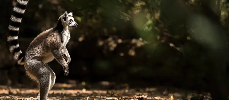 Ring-tailed lemur standing on hind legs, alert, with its striped tail raised in a dim forest clearing.