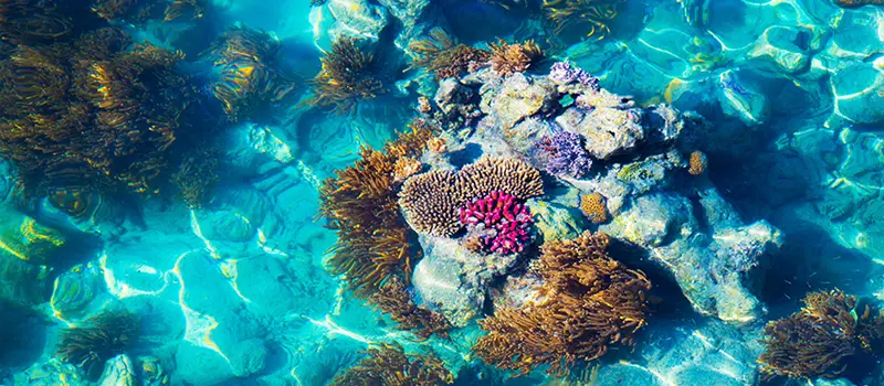 Clear ocean water revealing colorful coral reef with pink, purple, and brown corals beneath the surface.
