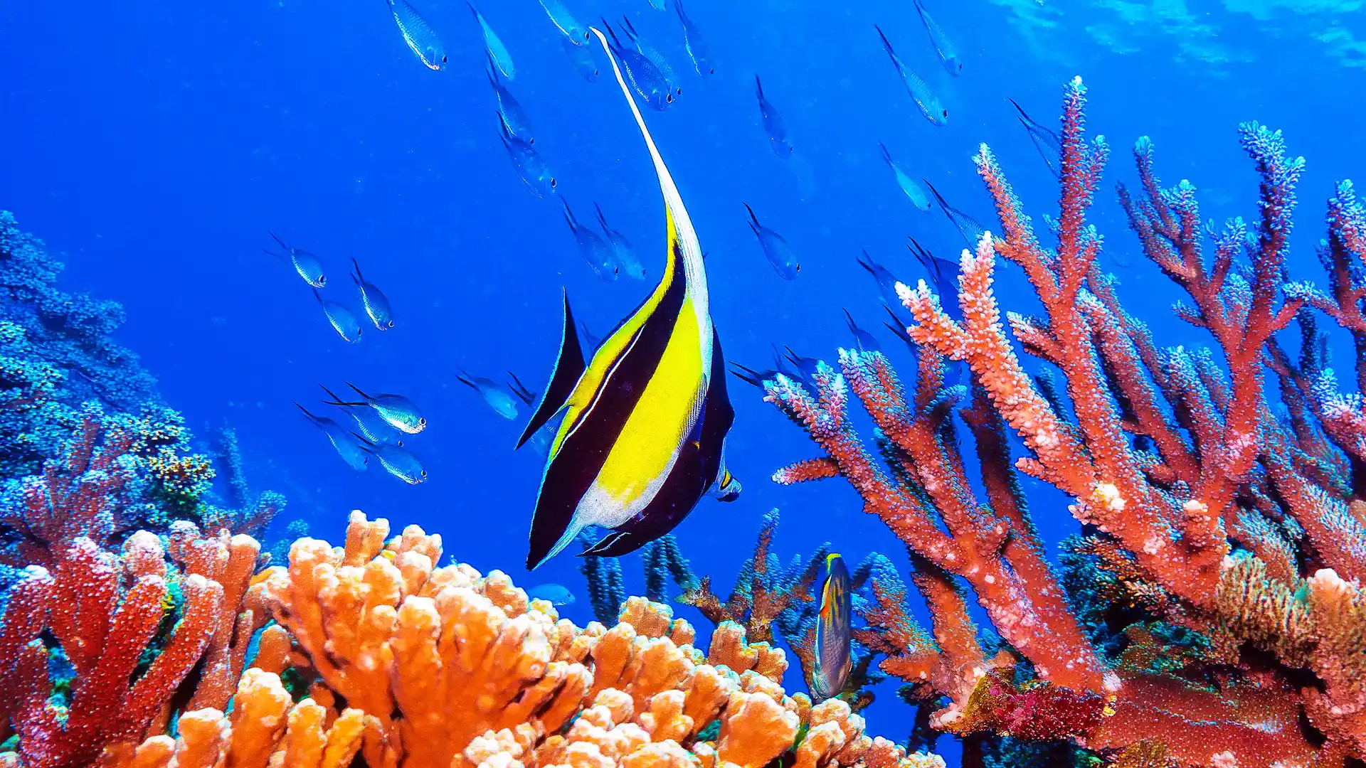Colorful reef fish swimming near orange and red coral branches in clear blue ocean water.
