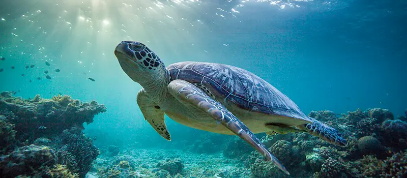 Sea turtle swimming underwater over coral reef with sunlight streaming from above.