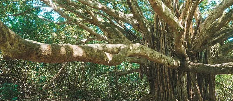 Wide tree trunk with sprawling branches in a dense green forest setting.